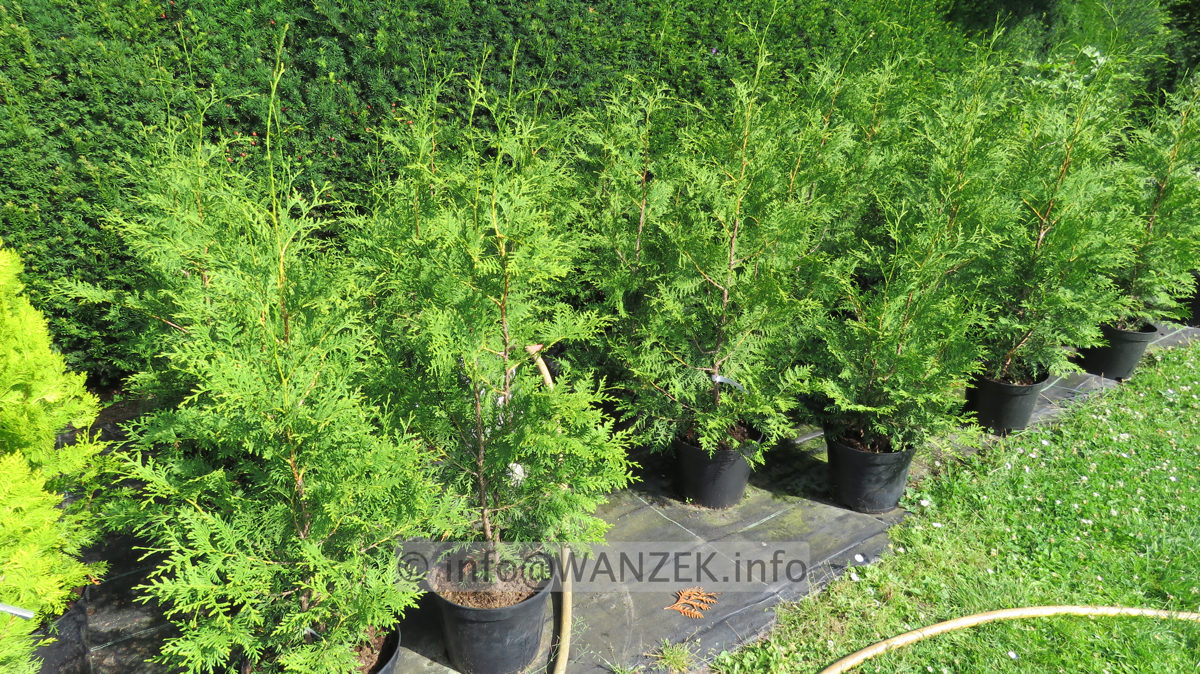 Thuja occidentalis Brabant 1,5m leichte Qualitaet im Co 03.JPG